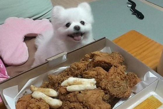一旦博美发生下边这种个人行为,应当给点惩罚! 一旦博美发生下边这种个人行为,应当给点惩罚!