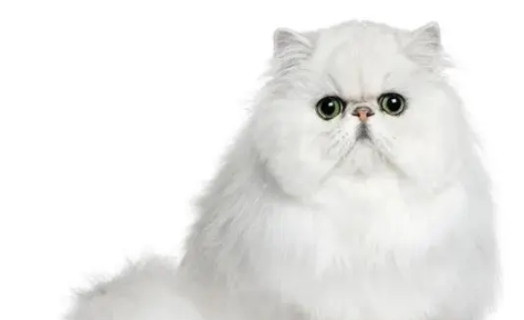 猫咪为什么会互相舔脸 猫咪为什么会互相舔脸
