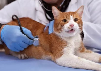猫咪中毒后该怎么办呢