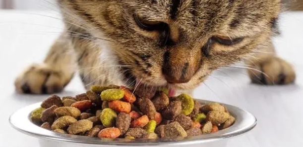 猫吐食物是什么原因