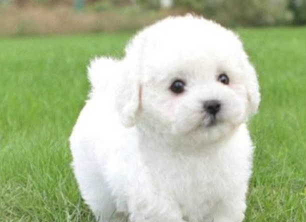 比熊犬那么可爱，为何一些人不喜欢呢？