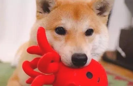 柴犬小课堂教学之柴犬快乐成长的关键点 柴犬小课堂教学之柴犬快乐成长的关键点