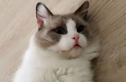 英短和布偶猫的后代