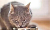 哪些人吃的食物对猫是毒药?猫不能吃的食物