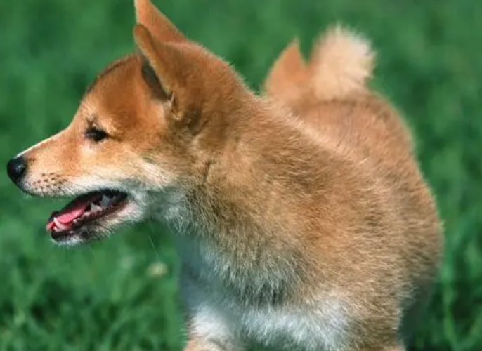狗狗肠胃疾病怎么治疗
