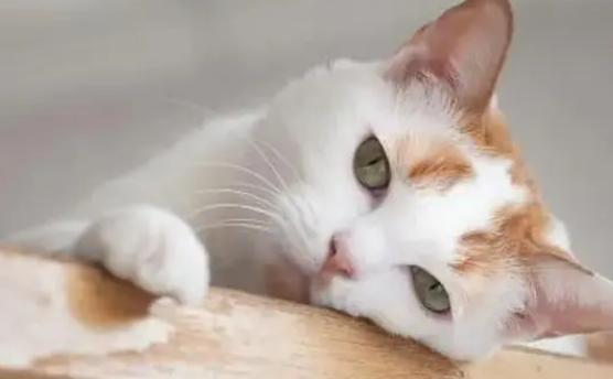 猫咪也能患上偏头痛吗? 猫咪也能患上偏头痛吗?
