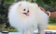 博美犬为何深受欢迎呢?