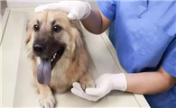 狗狗得犬瘟的原因