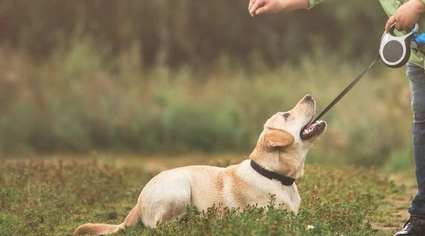 训练拉布拉多犬聪明,用这几招就可以了 训练拉布拉多犬聪明,用这几招就可以了