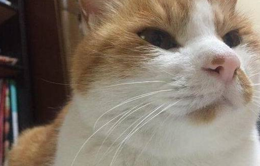 橘猫离家三天又回来了,从邻居口中得知了真相 橘猫离家三天又回来了,从邻居口中得知了真相
