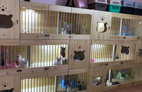 家庭猫舍买猫靠谱吗