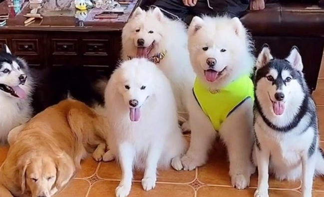 为什么狗狗争宠 为什么狗狗争宠