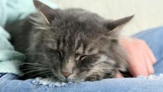 猫咪趴着是害怕吗