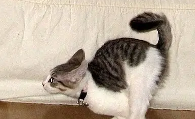 猫咪为什么看见人会跑呢怎么回事 猫咪为什么看见人会跑呢怎么回事