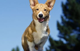 犬弓形虫要如何预防？病因是什么？
