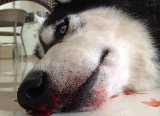 狗狗为什么鼻子流血水