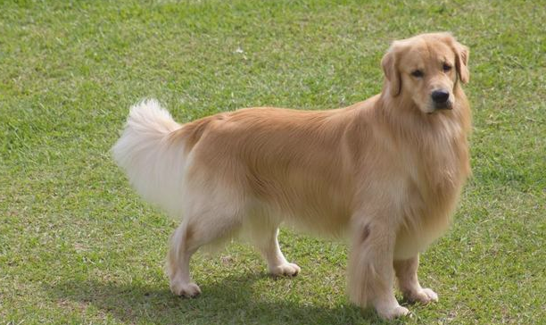历数男神金毛犬的8大缺陷，看了再决策需不需要养