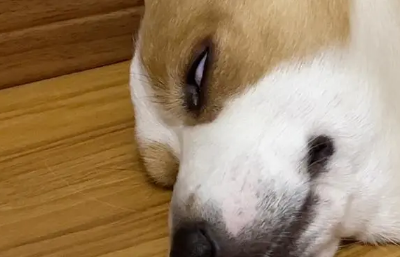小宠物接诊:狗狗睡觉翻白眼,是病了吗? 小宠物接诊:狗狗睡觉翻白眼,是病了吗?