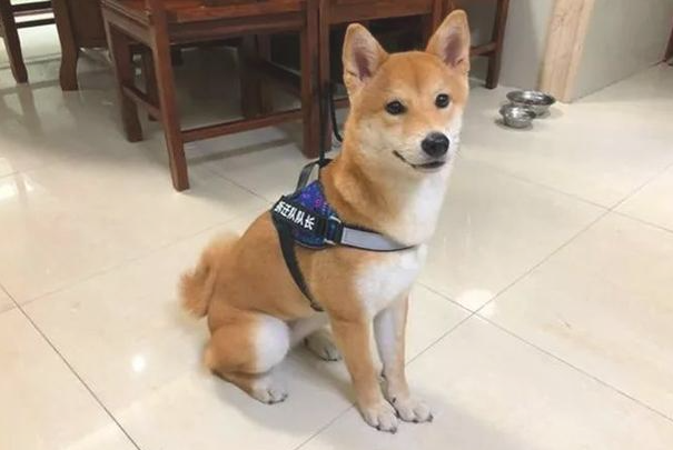 柴犬往往少人养?由于这6个“缺陷” 柴犬往往少人养?由于这6个“缺陷”