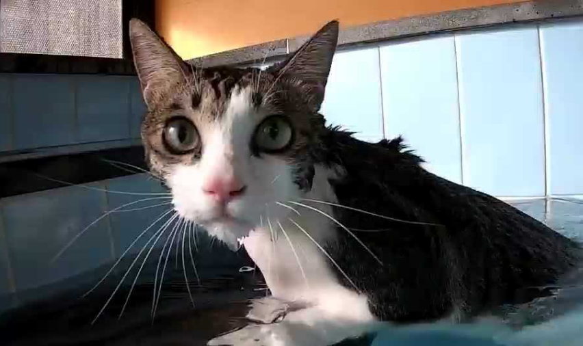 猫咪为什么不敢游泳睡觉