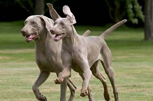 魏玛犬和维兹拉犬哪个好