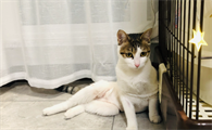 盘点那些对猫咪致命的病(猫咪有什么病可以致命)