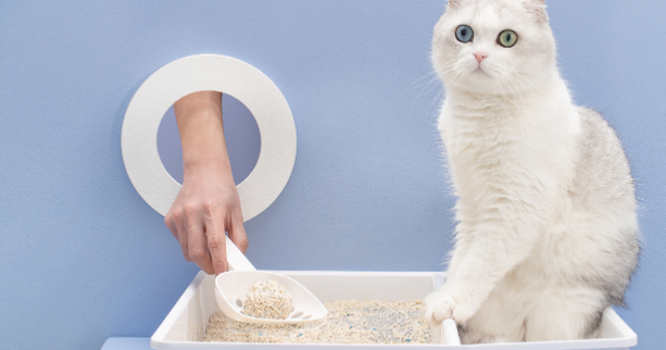 怎么样让猫用猫砂啊 怎么样让猫用猫砂啊