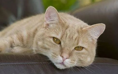 一文告诉你，猫一边放屁一边拉稀怎么办？