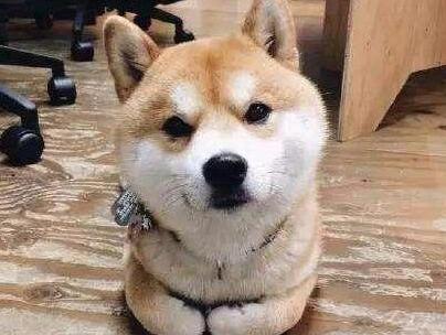 为何狗狗喜爱“揣”手？这些年才了解，看一下家里耗子也是不是？