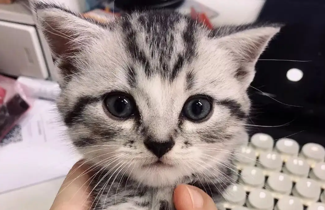 猫咪的饮食规律,一般是什么样的? 猫咪的饮食规律,一般是什么样的?