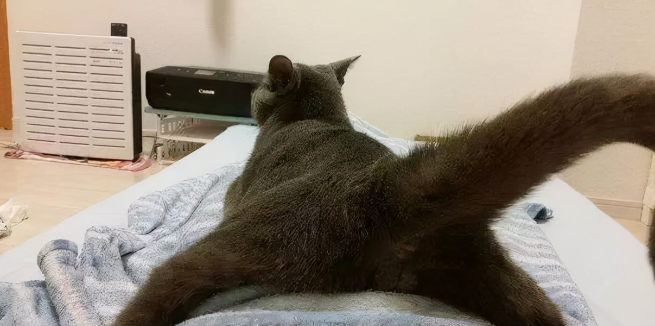 猫猫为什么总是屁股对着我呢？