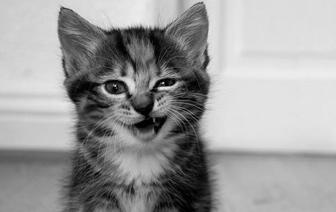 猫咪救人的故事你听说过吗？看了很感动！