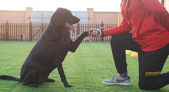 训犬师这个行业怎么样