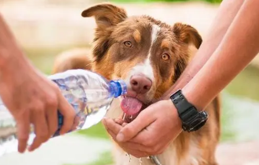 狗每天需要多少水? 狗每天需要多少水?