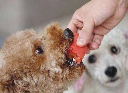 狗狗能不能吃人的食物呢？