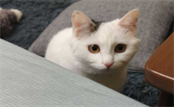 猫喜欢盯着将死的人吗?来看看吧