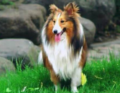 苏牧犬怎么修毛？