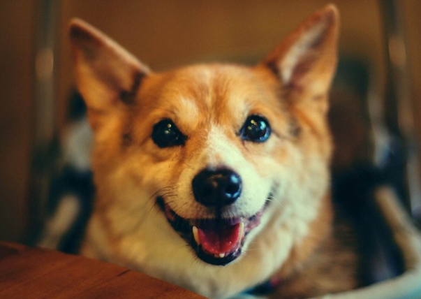 狗狗吃人的食物好吗? 狗狗吃人的食物好吗?