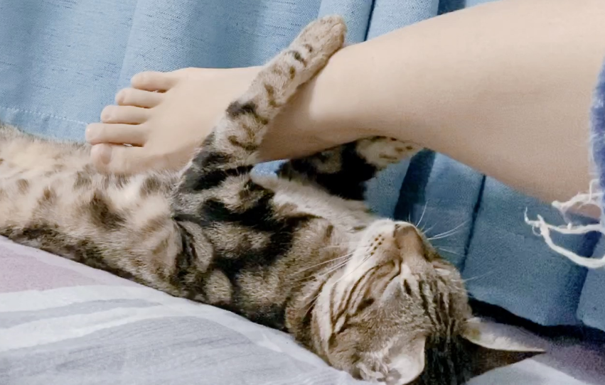 为什么猫咪踢自己脚