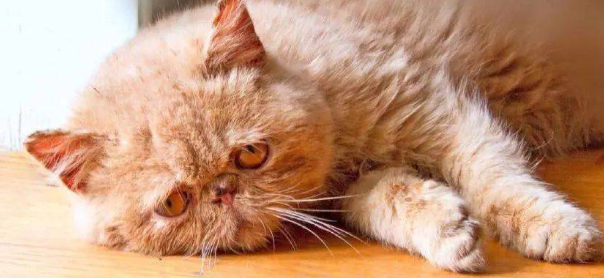 防止猫咪中暑的同时防止空调病也很重要！