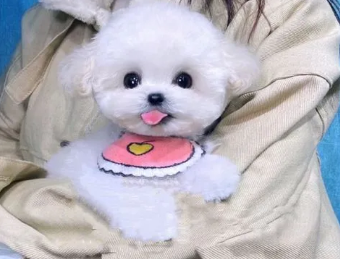 比熊犬出生多久会走路？