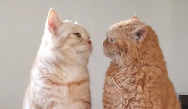 猫猫肢体语言——猫咪求助讯号 猫猫肢体语言——猫咪求助讯号