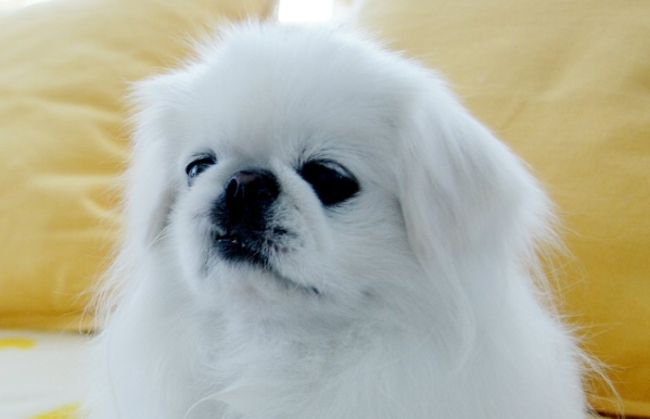如何养京巴犬？京巴犬的养护管理方法？