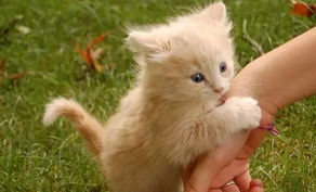 猫咪血压介绍