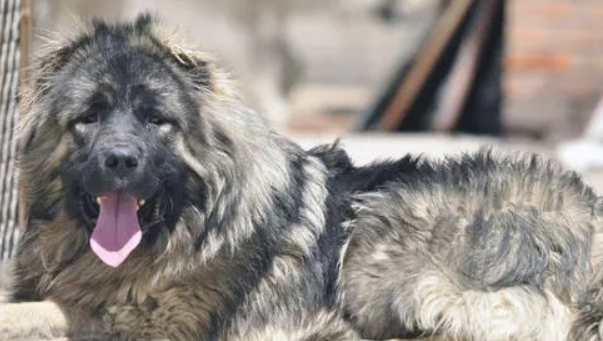 高加索犬如何繁殖下一代？