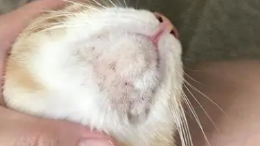 猫咪屁股上有黑下巴一样的渣渣是不是猫癣？