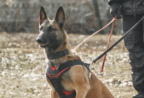 警队新欢—马犬，见到这7大优势，你还是敢养吗？