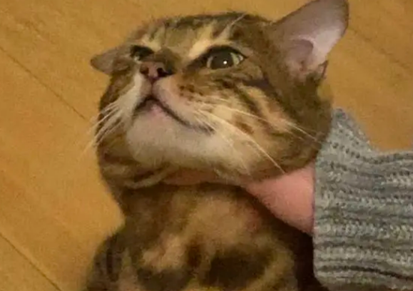 怎样虐猫让猫痛苦不堪 怎样虐猫让猫痛苦不堪