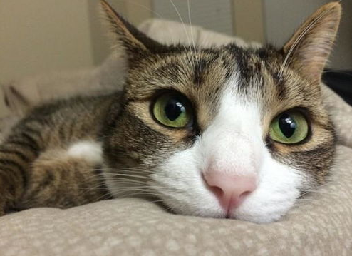 猫咪的肉垫为何不能碰? 猫咪的肉垫为何不能碰?