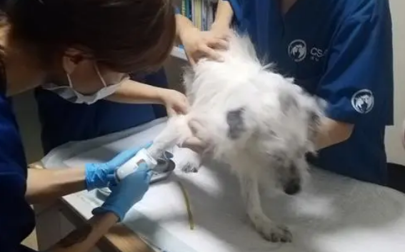 茶园宠物医院有没有